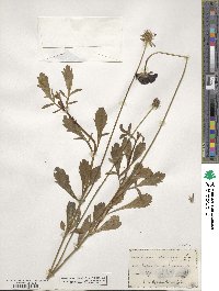 Scabiosa maritima image