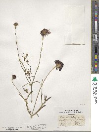 Scabiosa maritima image