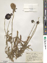 Scabiosa maritima image