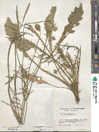 Scabiosa ochroleuca image