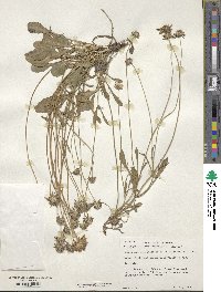 Scabiosa silenifolia image