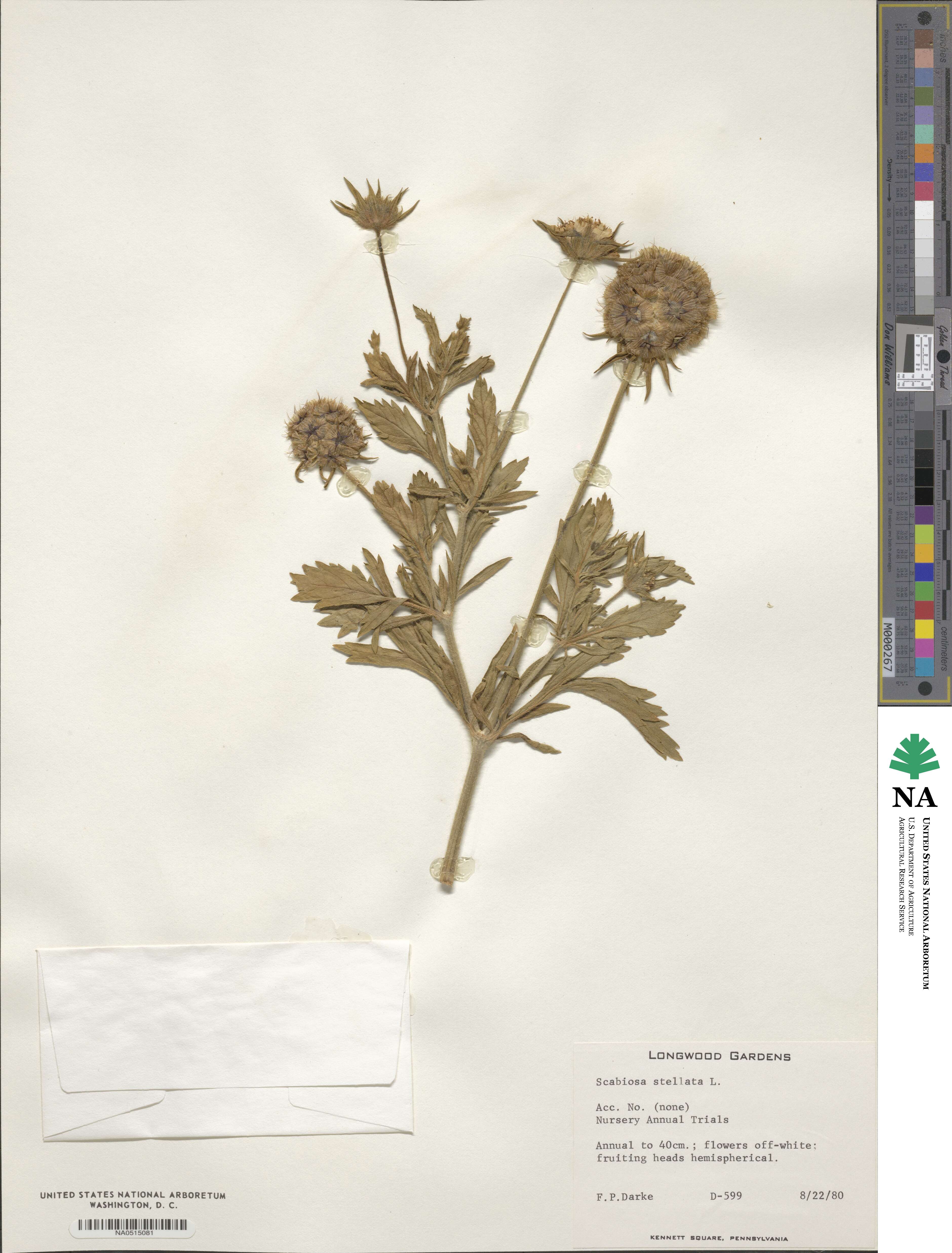 Scabiosa stellata image