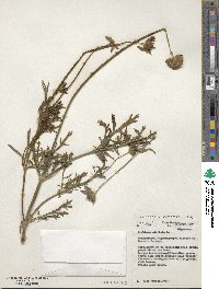 Scabiosa stellata image