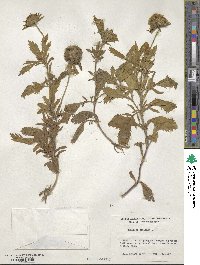 Scabiosa stellata image