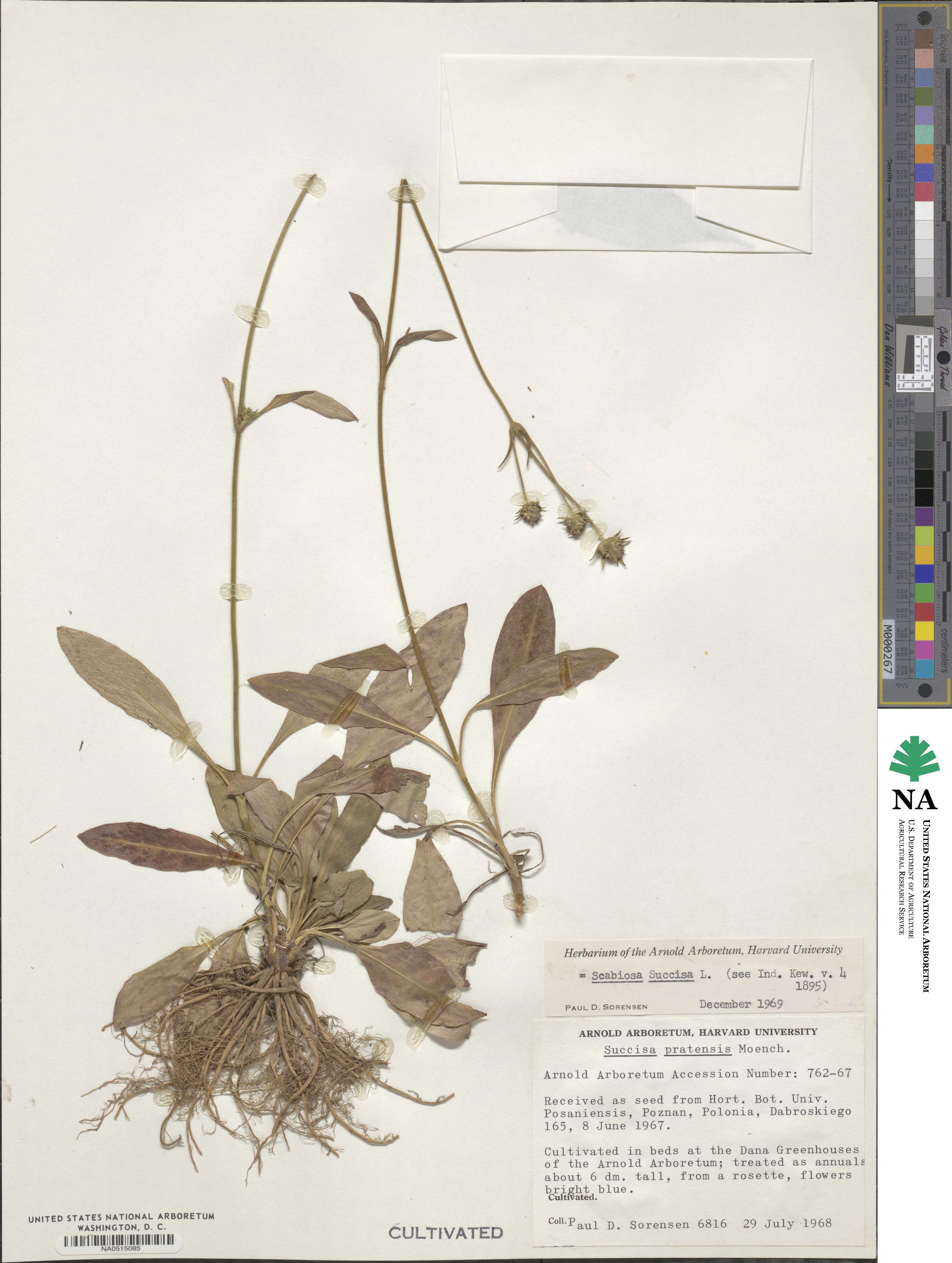 Succisa pratensis image