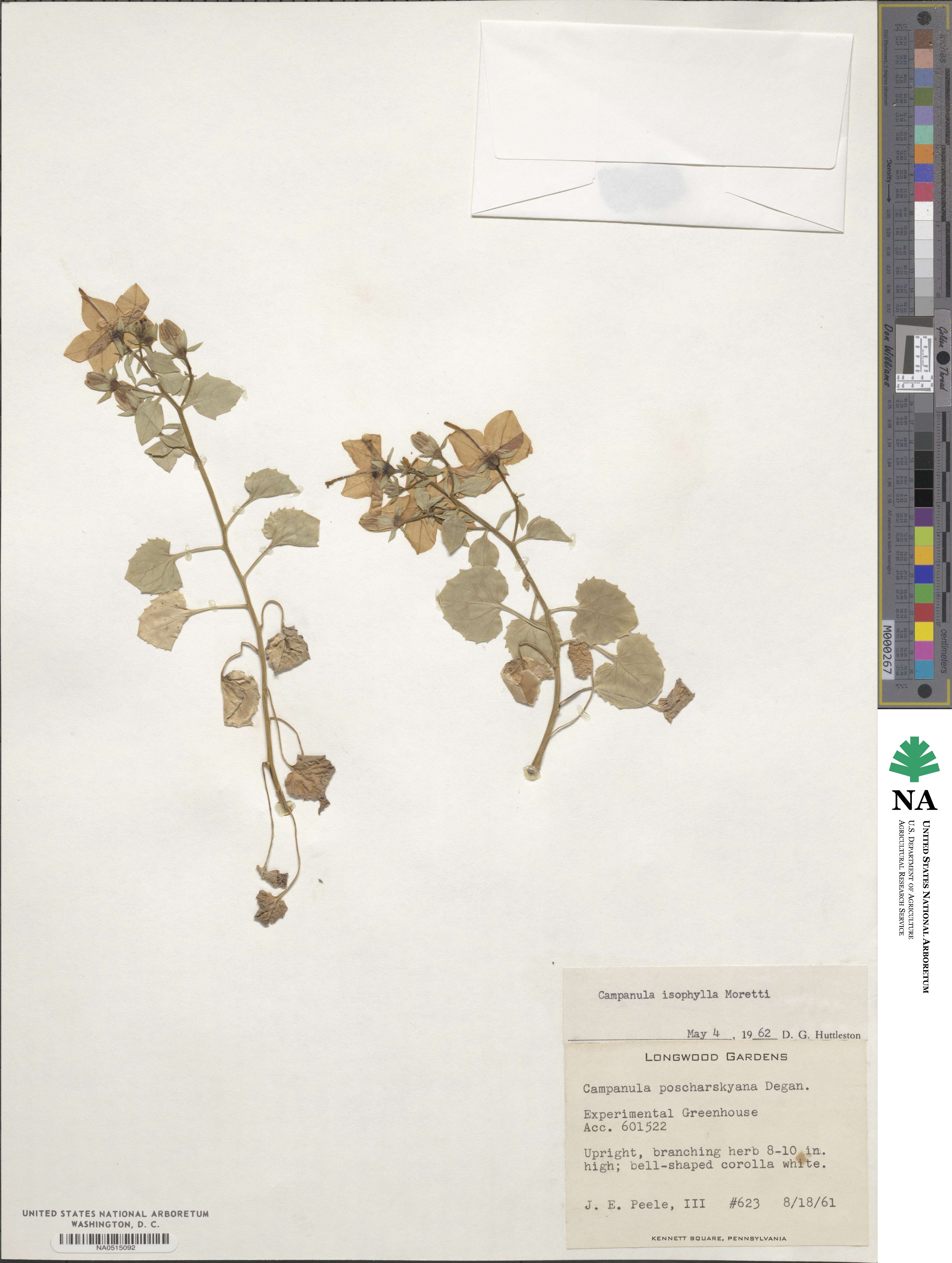 Campanula isophylla image