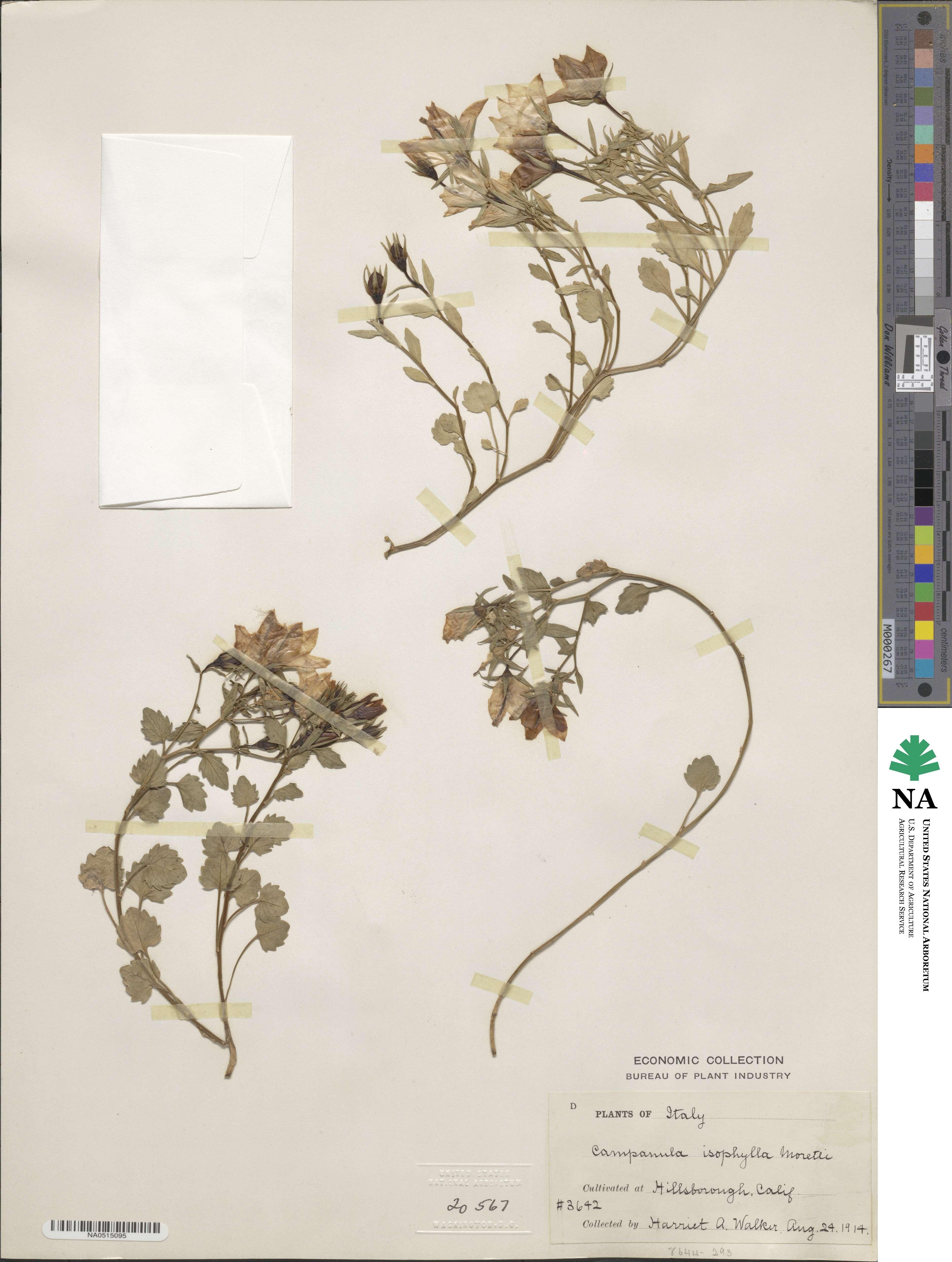 Campanula isophylla image