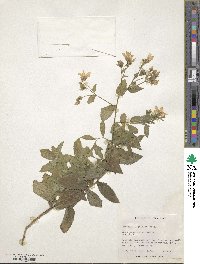 Campanula lactiflora image