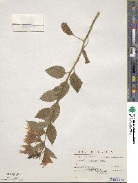 Campanula lactiflora image