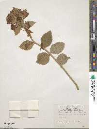 Campanula latifolia subsp. latifolia image