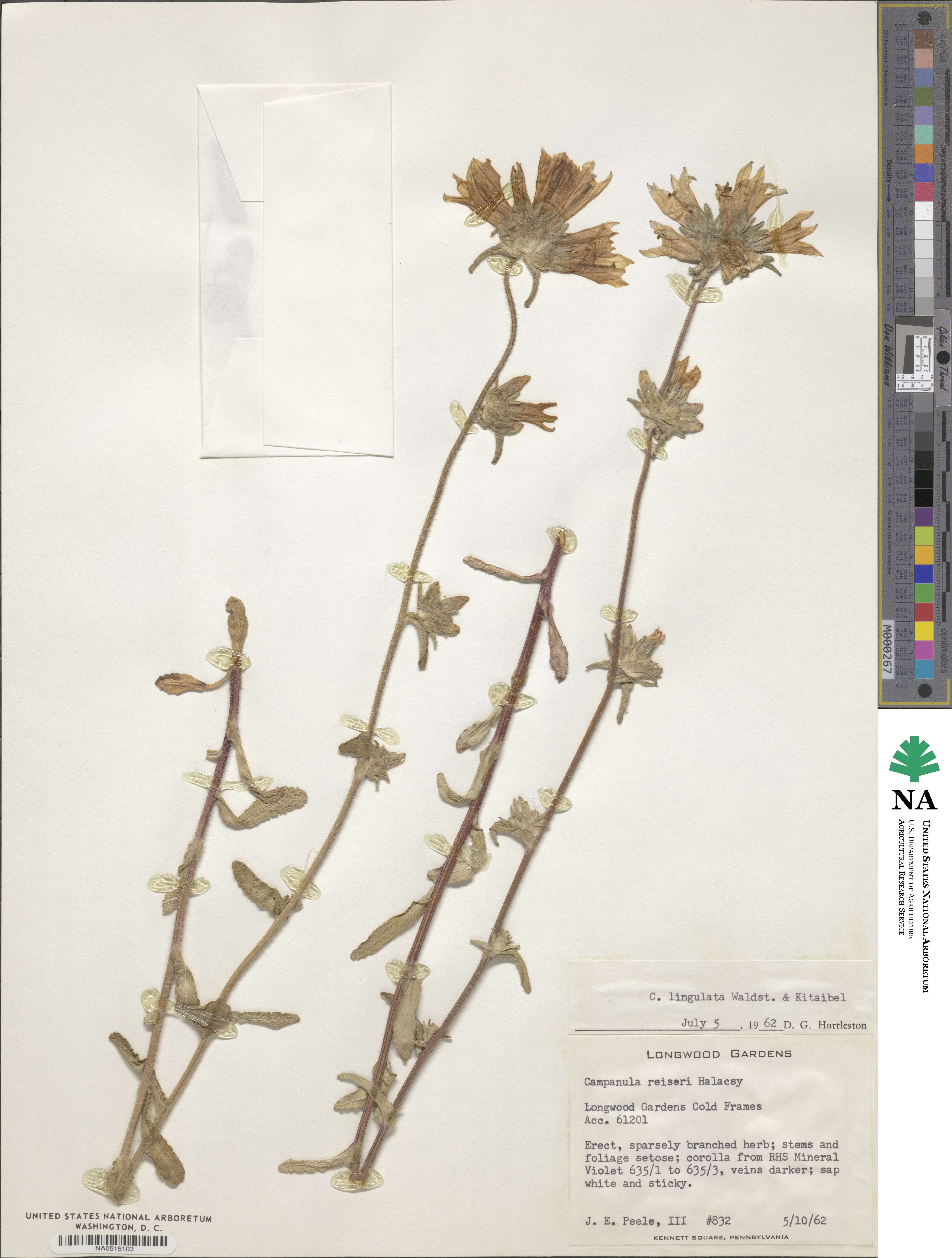 Campanula lingulata image