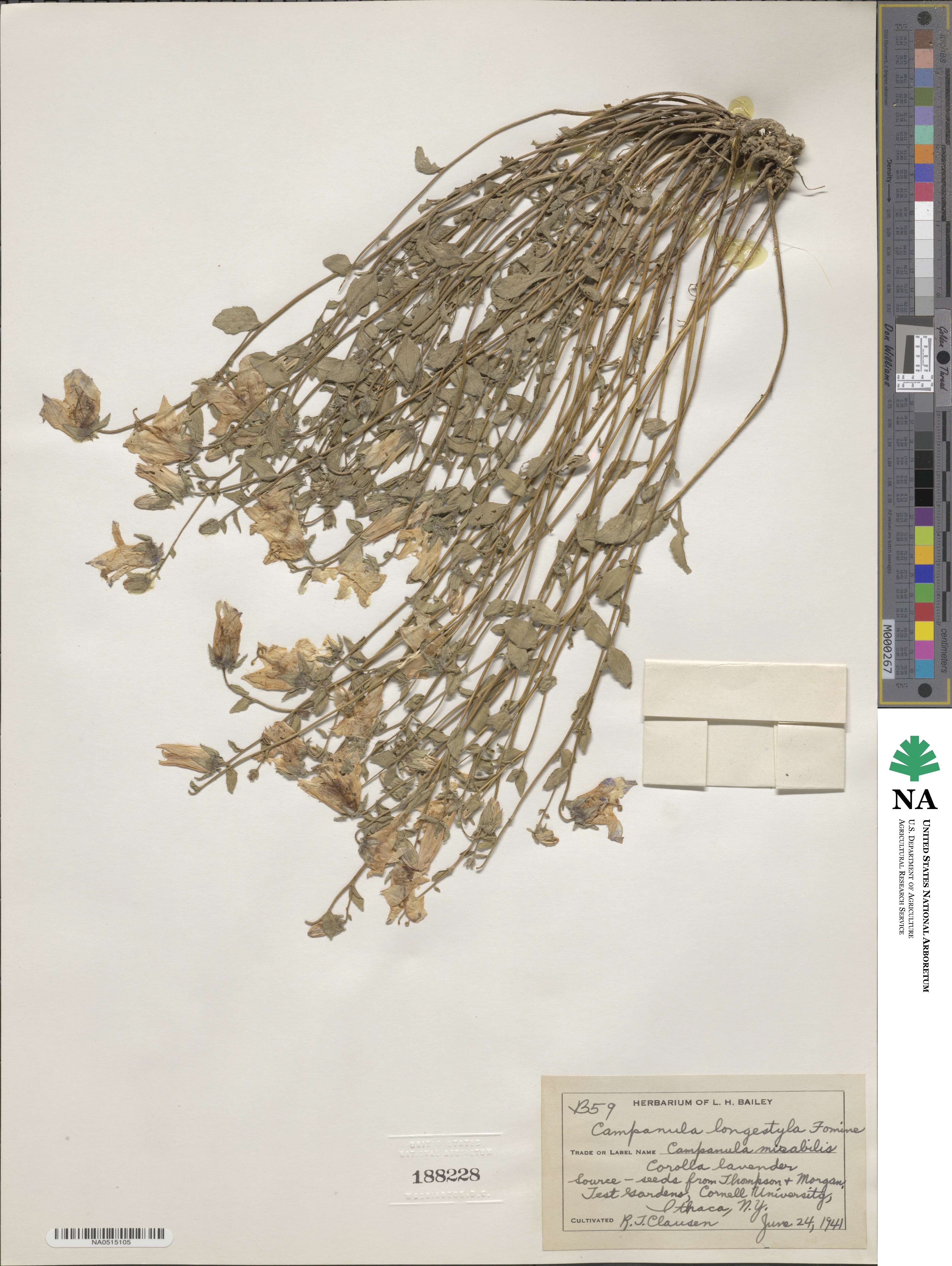 Campanula longistyla image