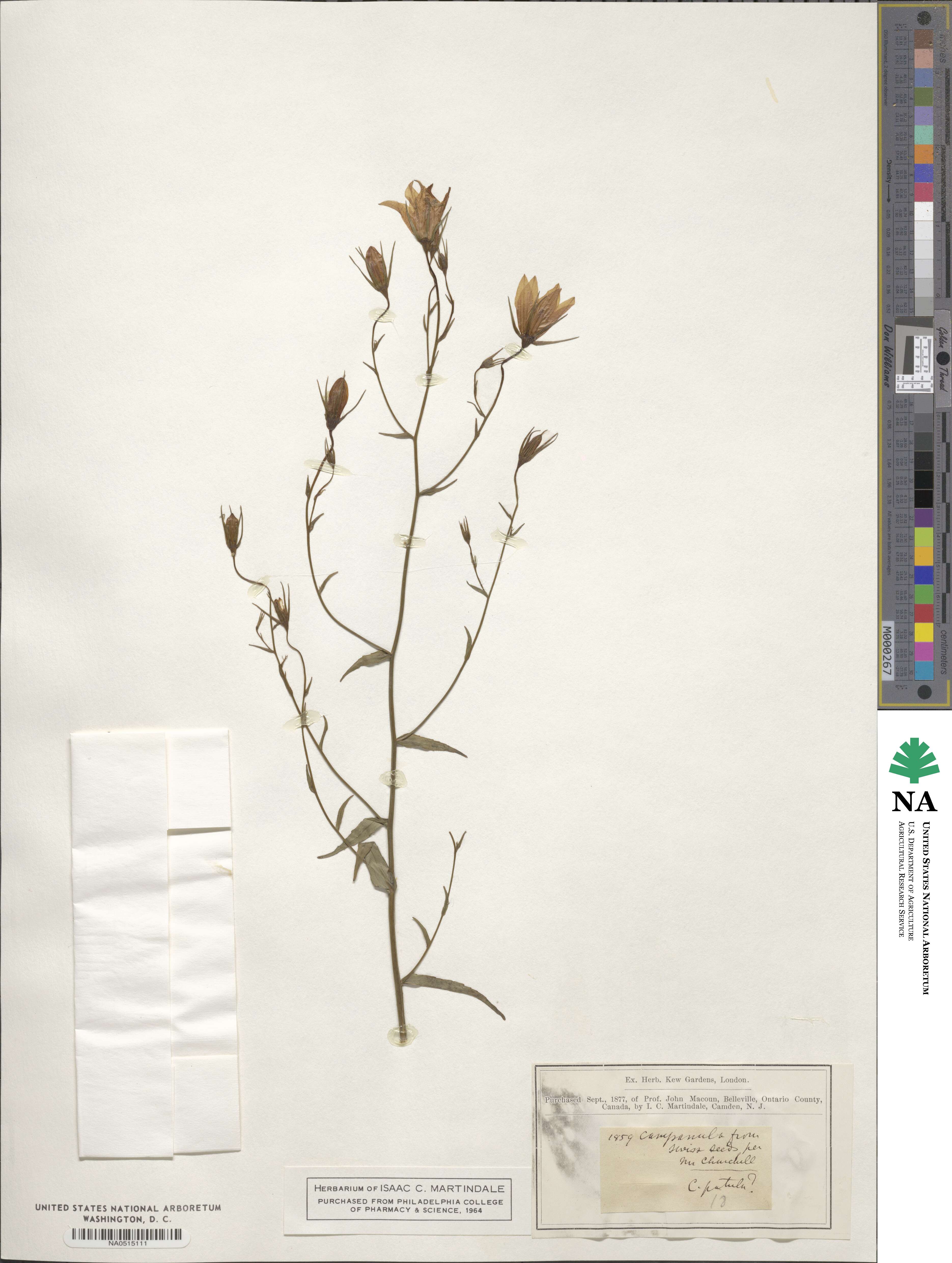 Campanula patula image
