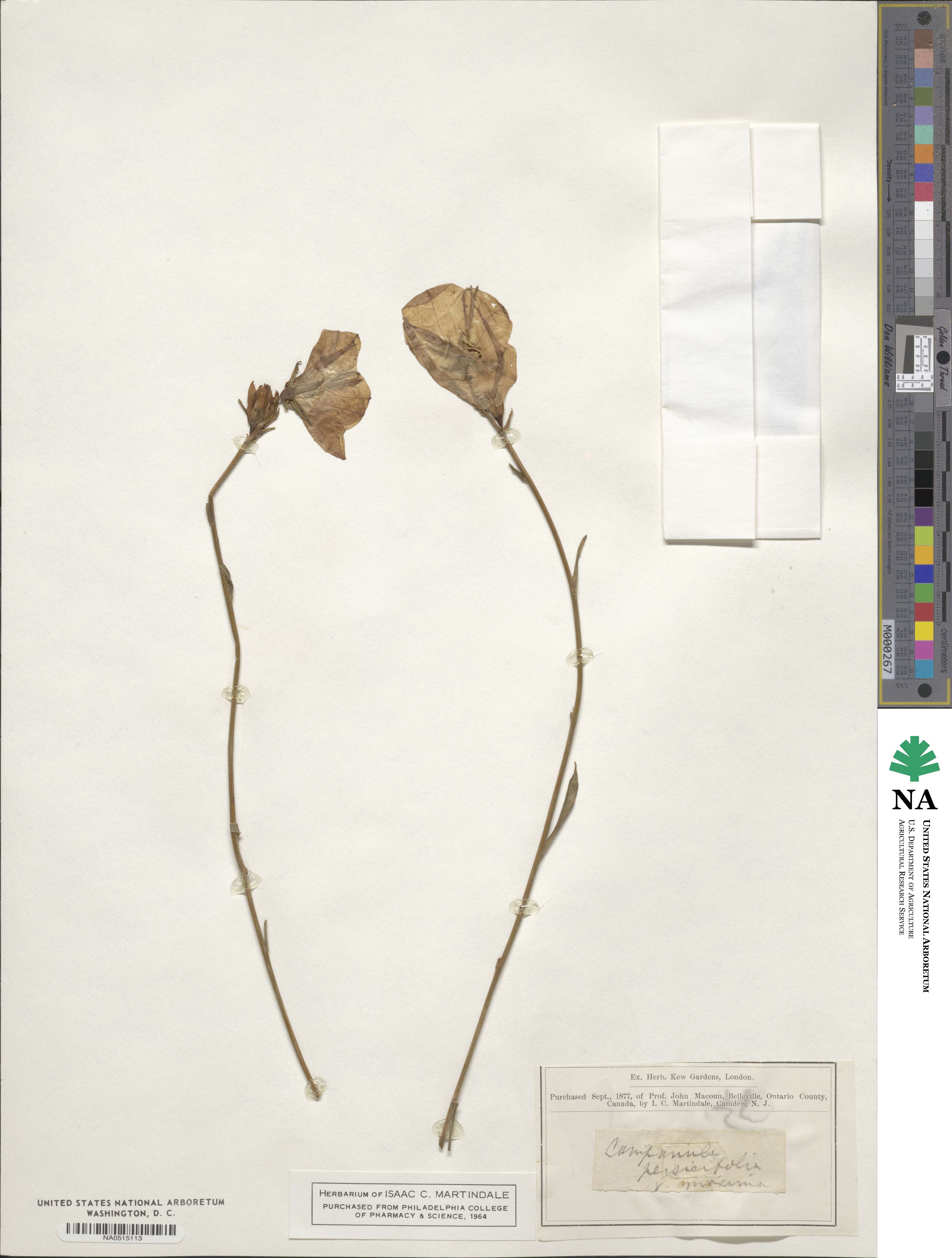Campanula persicifolia image