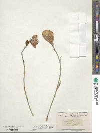 Campanula persicifolia image