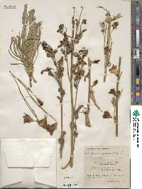 Campanula persicifolia image