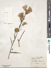 Campanula persicifolia image