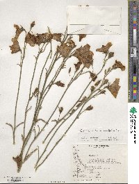 Campanula persicifolia image