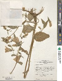 Campanula punctata image