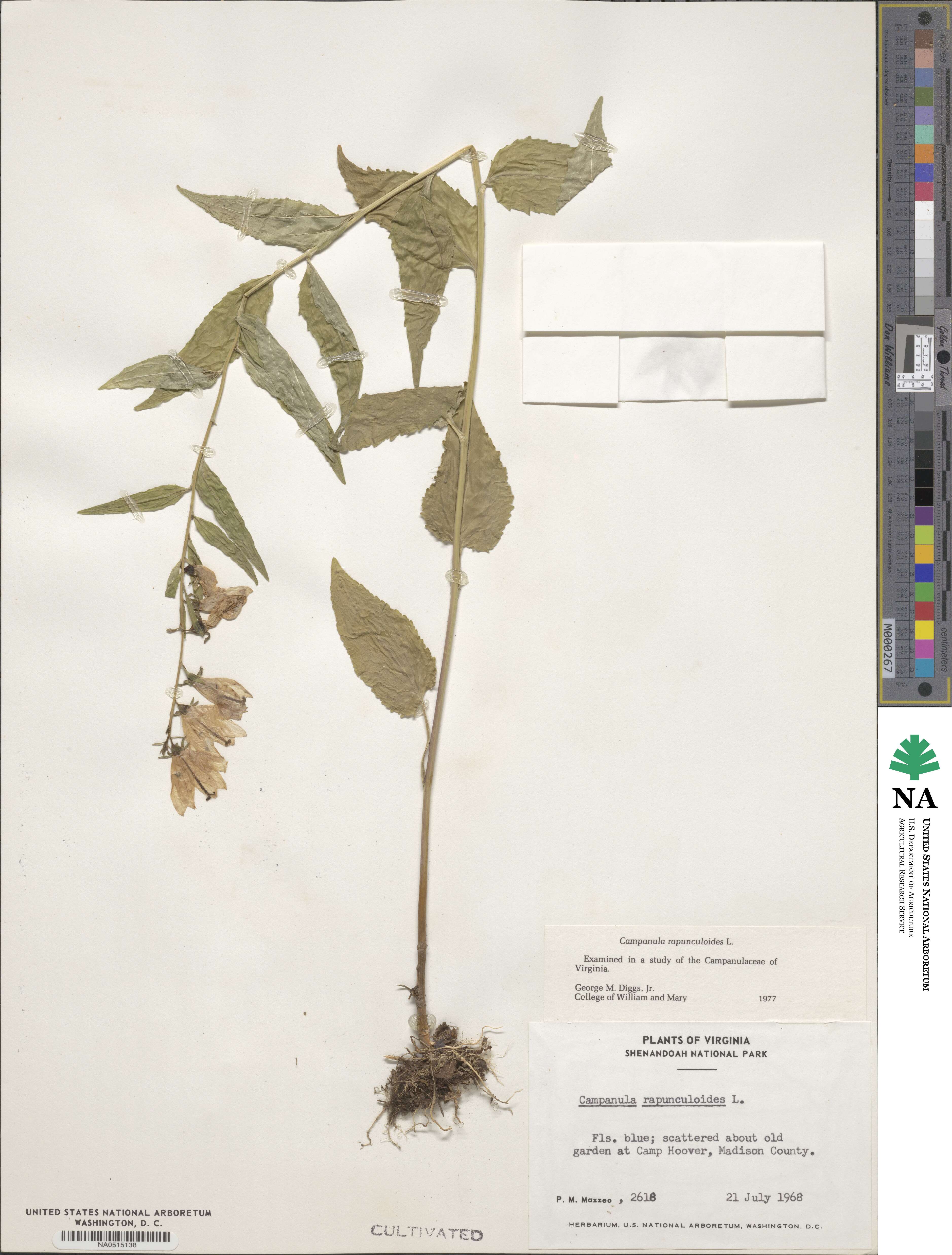 Campanula rapunculoides image