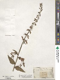 Campanula rapunculoides image