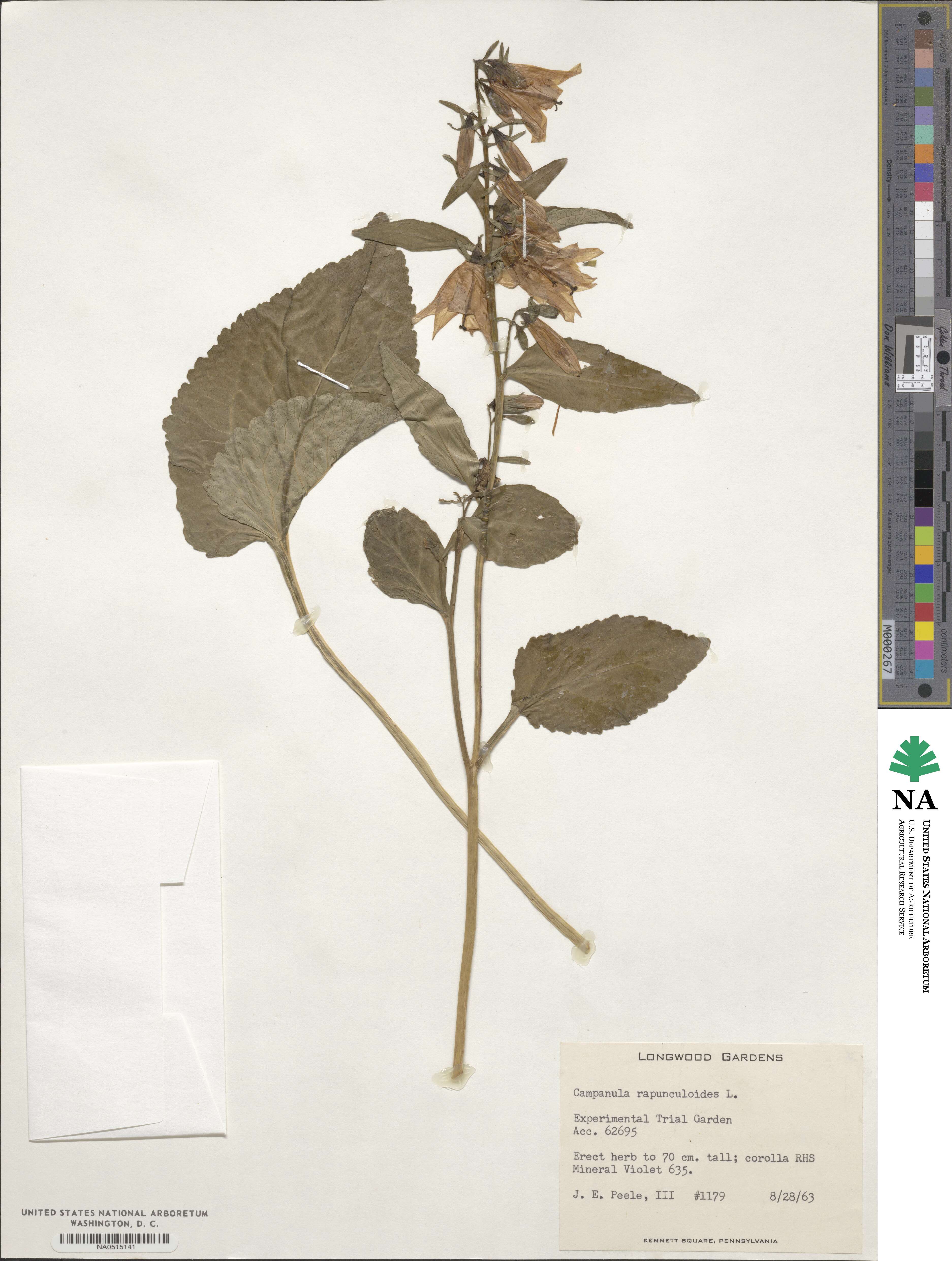 Campanula rapunculoides image