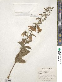 Campanula rapunculoides image