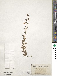 Campanula rhomboidalis image