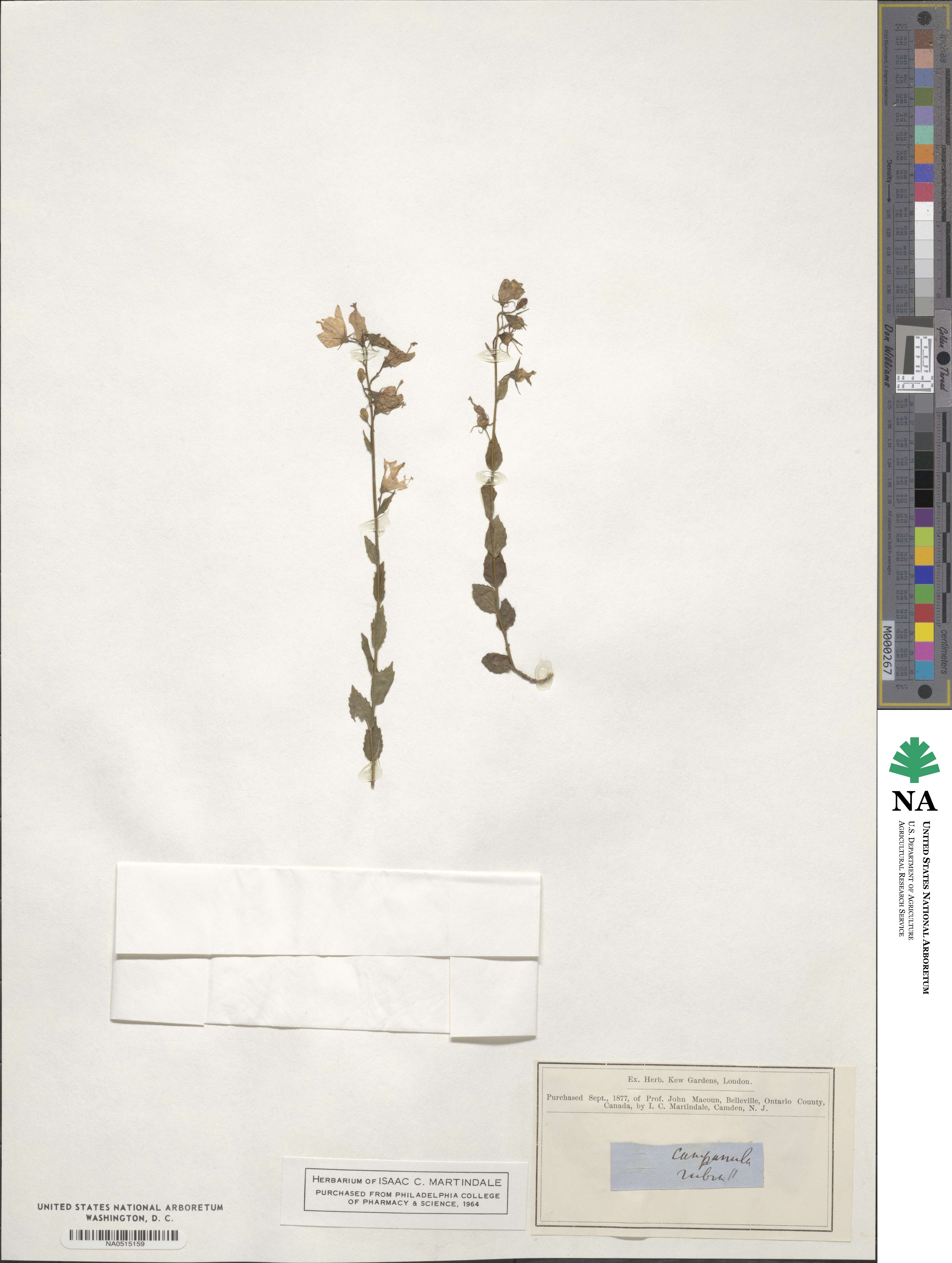 Campanula rhomboidalis image