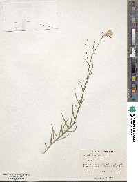 Campanula scheuchzeri image