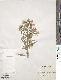 Campanula sibirica image