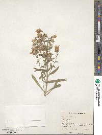 Campanula sibirica image