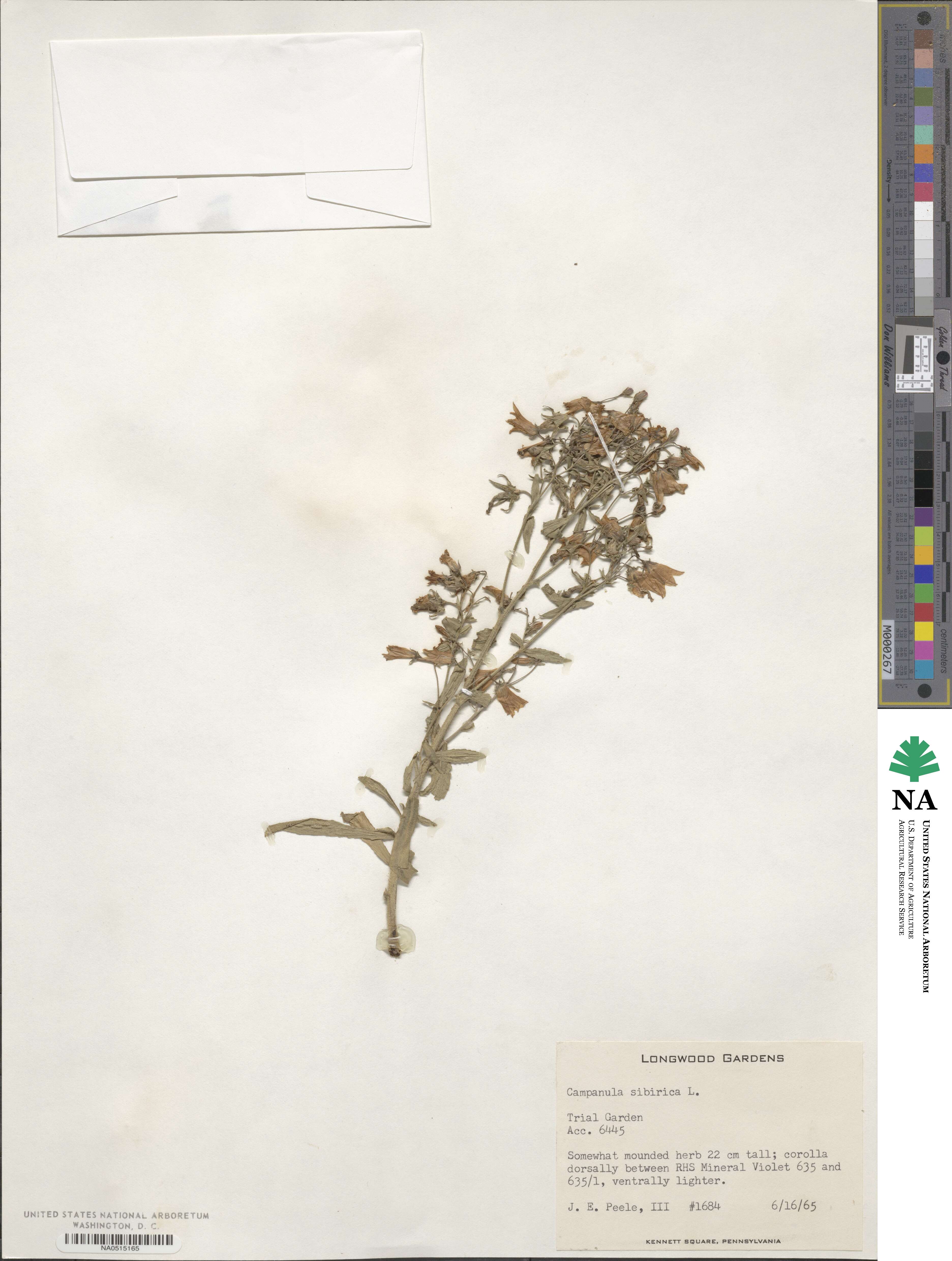 Campanula sibirica image