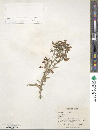 Campanula sibirica image