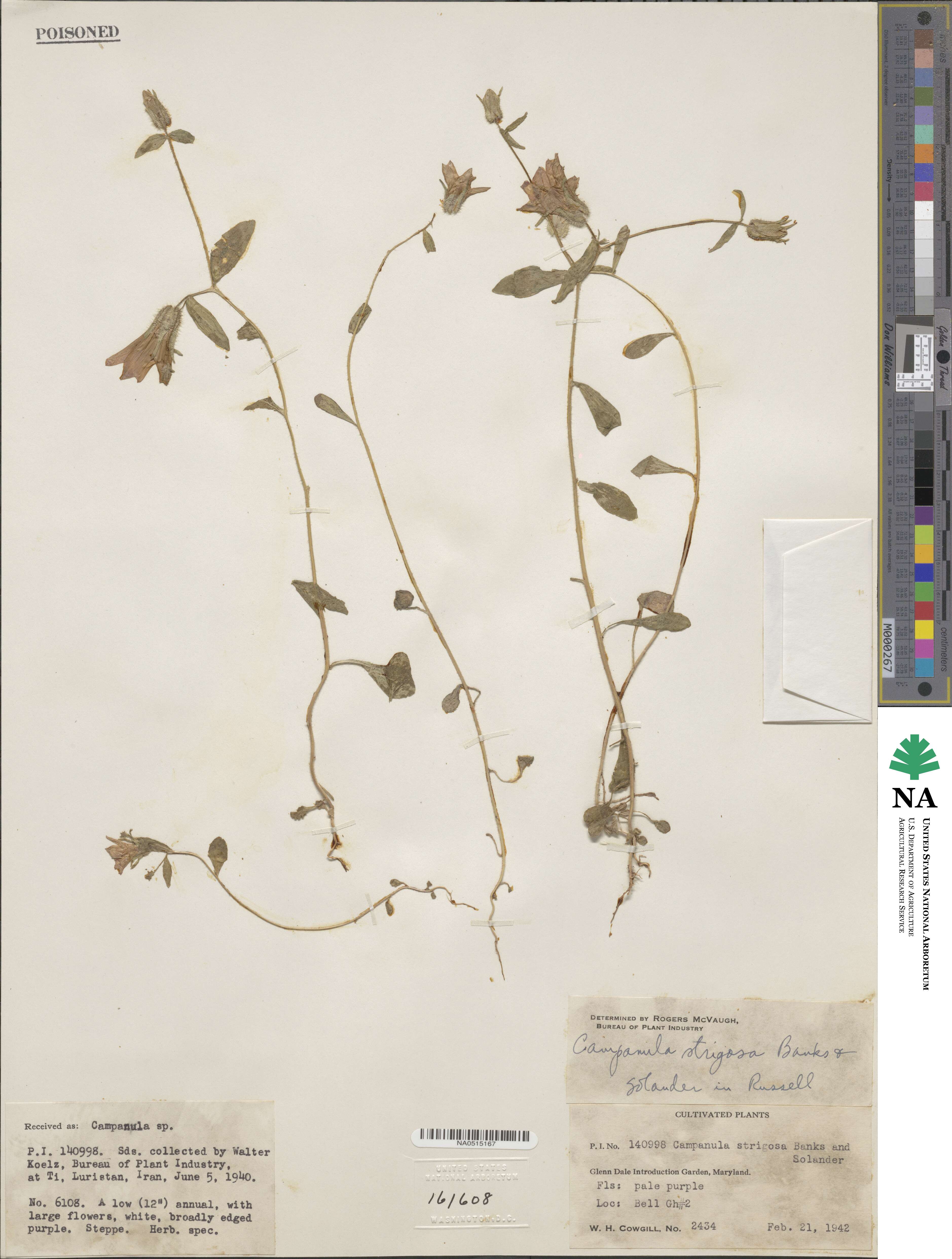 Campanula strigosa image