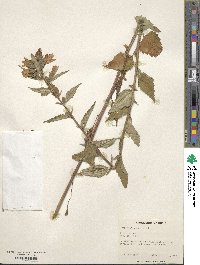 Campanula trachelium image