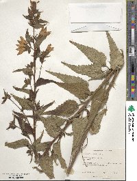 Campanula trachelium image