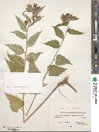 Campanula trachelium image