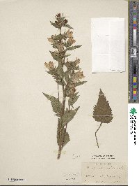 Campanula trachelium image