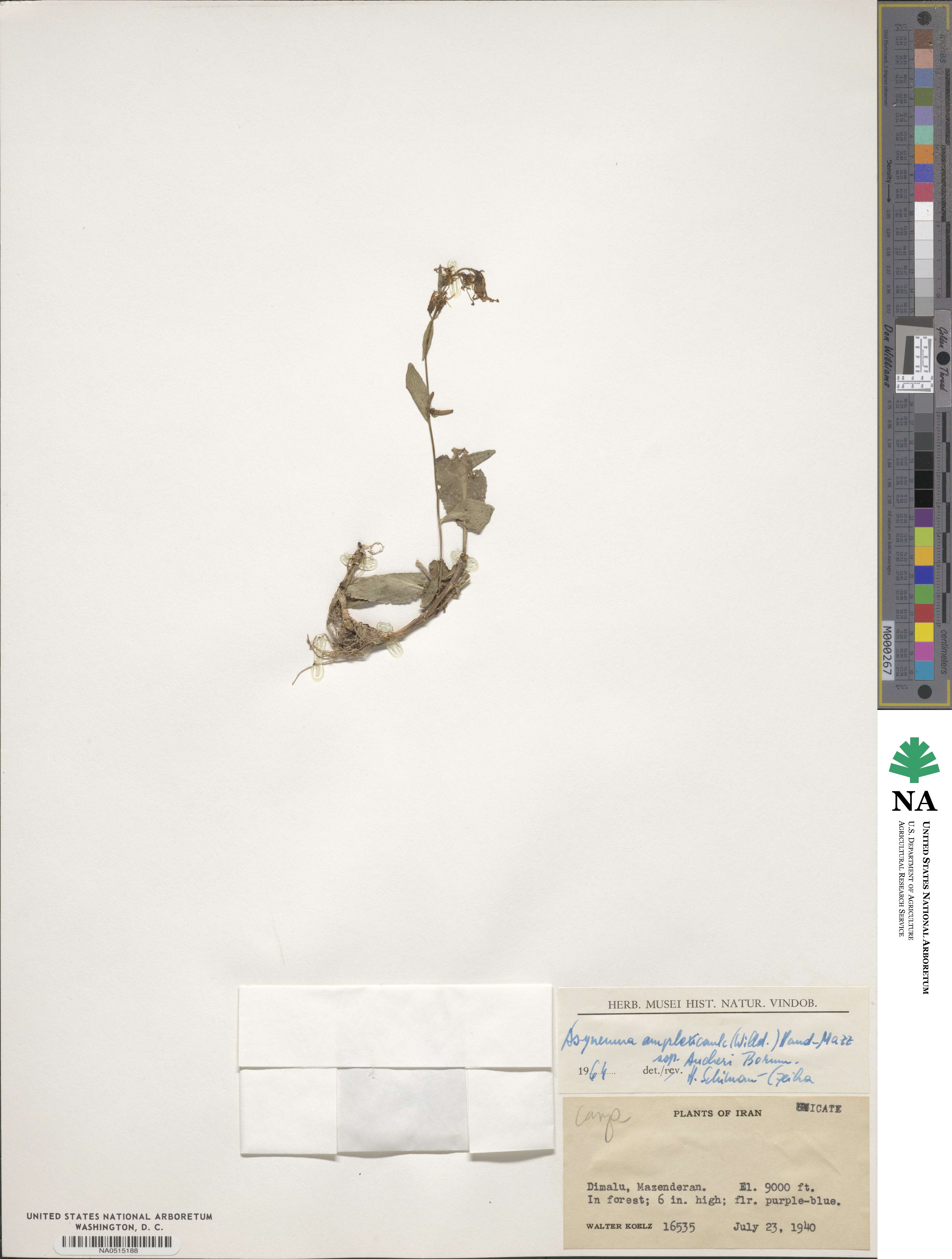 Asyneuma amplexicaule image