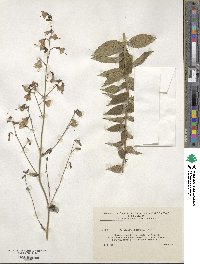 Adenophora liliifolia image