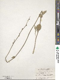 Adenophora stricta subsp. stricta image