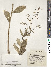 Adenophora pereskiifolia image