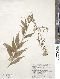 Adenophora pereskiifolia image