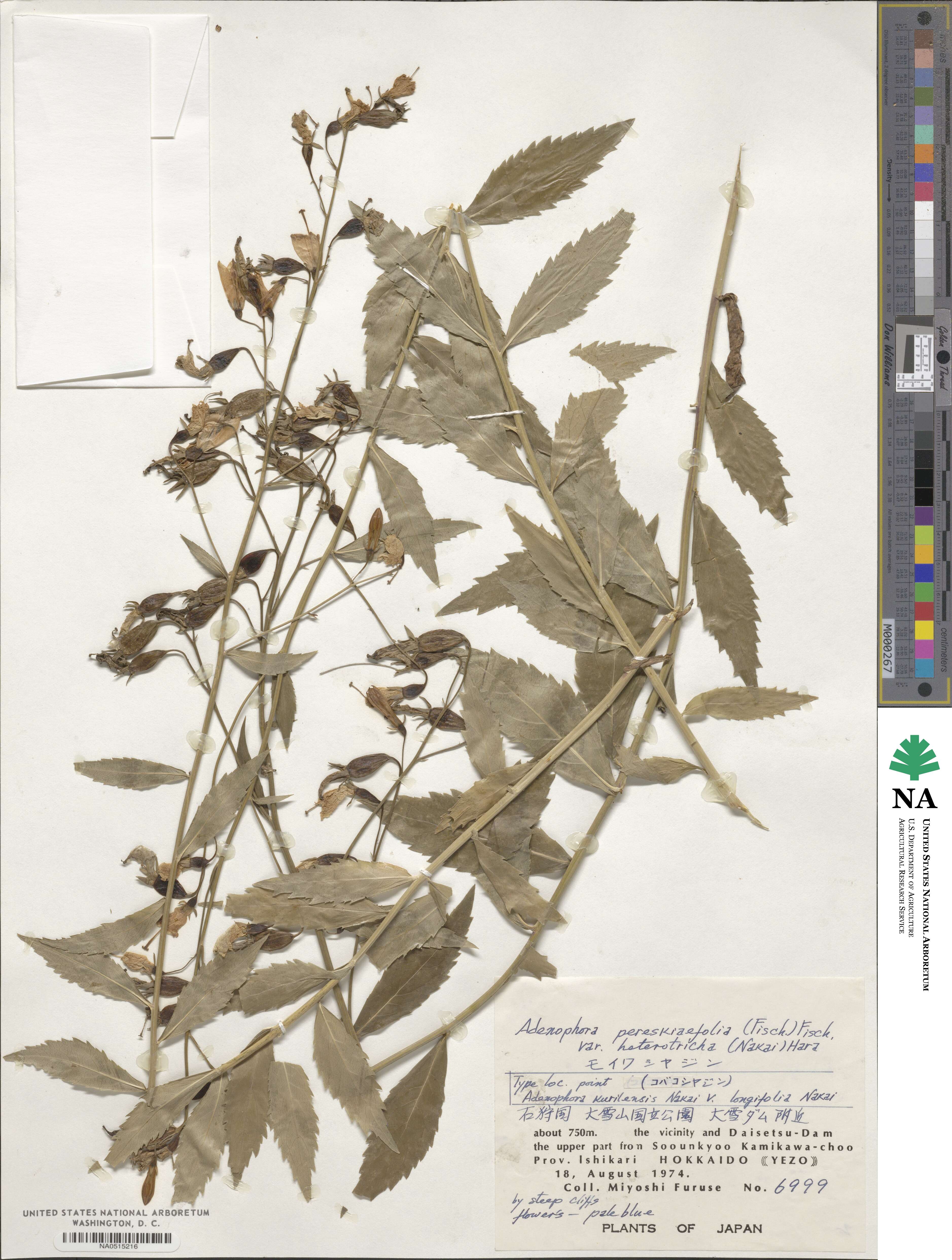 Adenophora pereskiifolia image