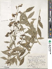 Adenophora pereskiifolia image