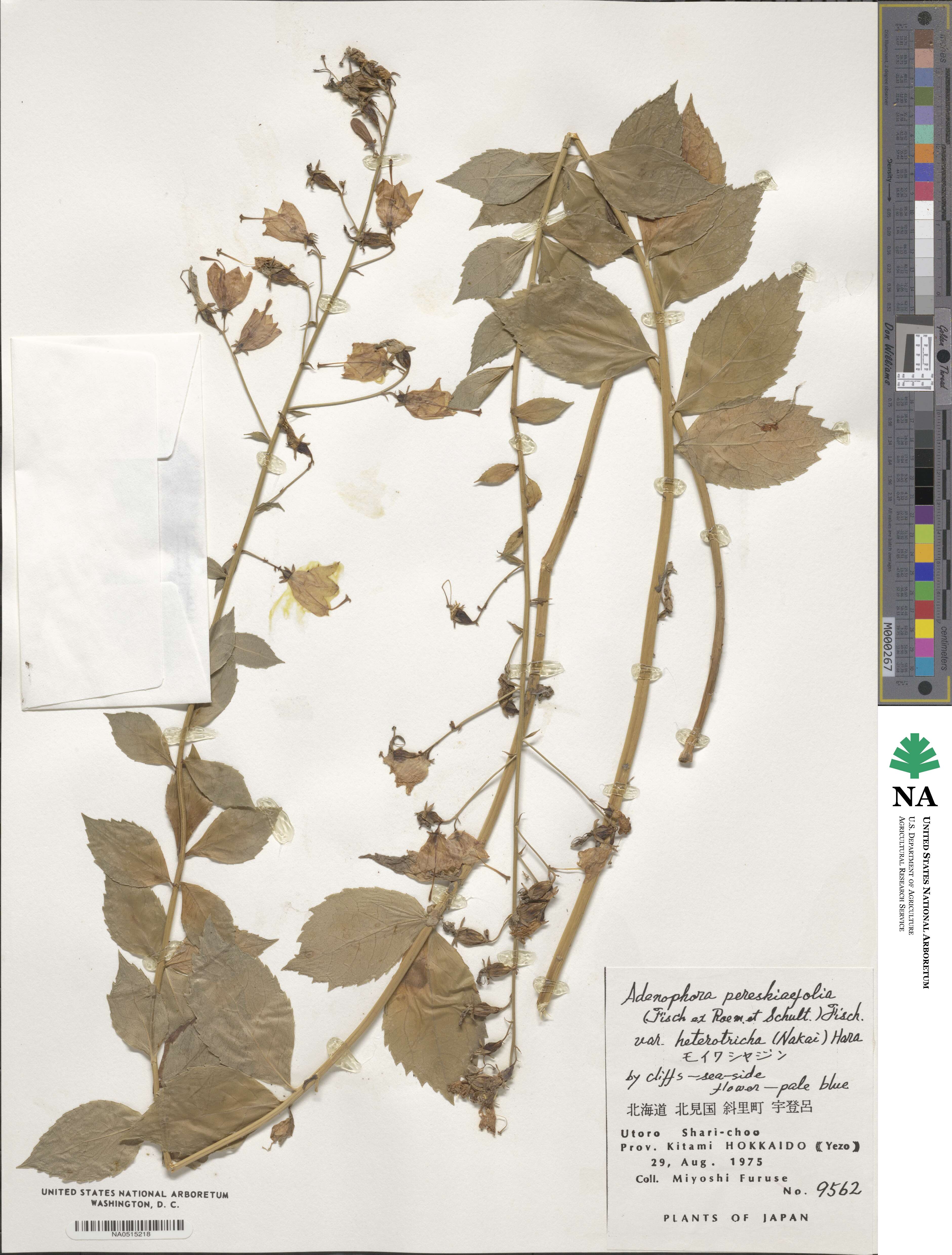 Adenophora pereskiifolia image