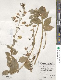 Adenophora pereskiifolia image