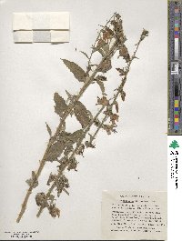 Adenophora stricta subsp. confusa image