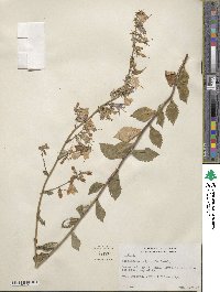 Adenophora liliifolia image